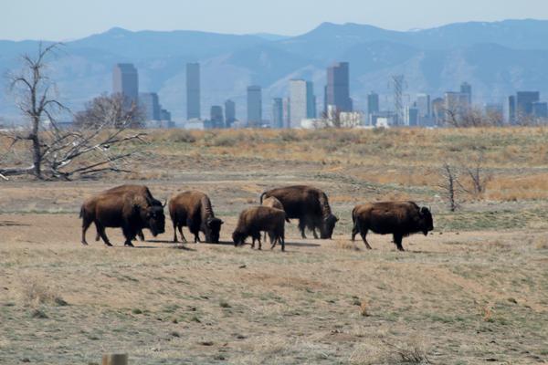 Bison and Denver